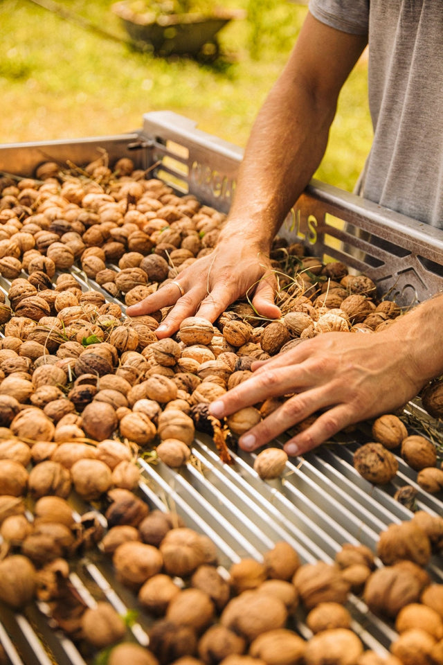 THE NUT HARVEST - OBSTRAUPE